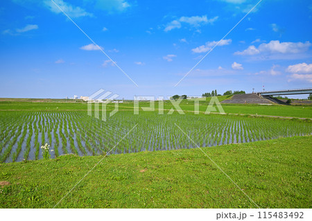田植え後の水田　地元景観　田園風景　さいたま新都心方面 115483492