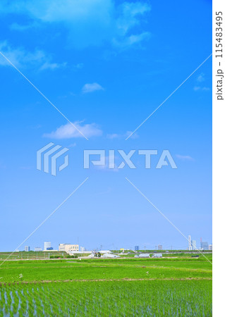 田植え後の水田 地元景観 田園風景 さいたま新都心方面 田植え後の水田 地元景観 田園風景 さいたま新都心方面 115483495