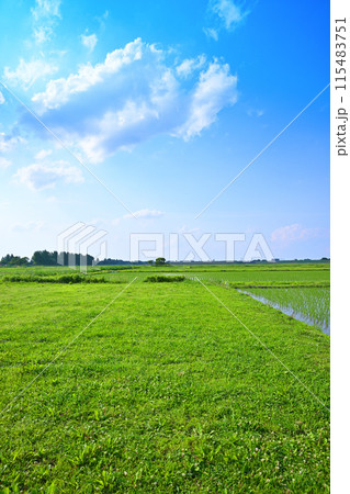 田植え後の水田 地元景観 田園風景 さいたま市 田植え後の水田 地元景観 田園風景 さいたま市 115483751