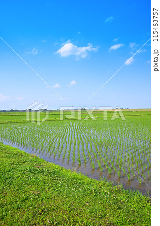 田植え後の水田 地元景観 田園風景 さいたま市 田植え後の水田 地元景観 田園風景 さいたま市 115483757