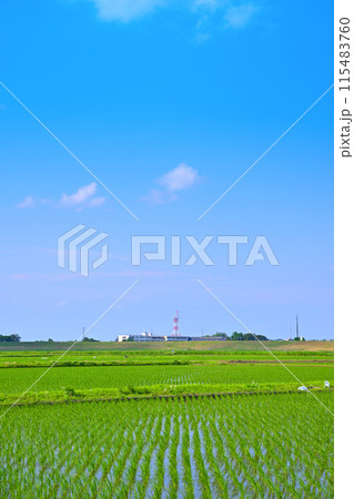 田植え後の水田　地元景観　田園風景　さいたま市 115483760