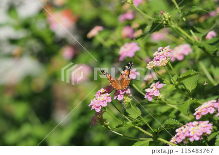 ヒメアカタテハとランタナの花 115483767