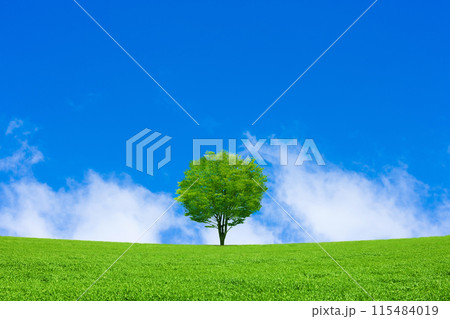 草原と青空に一本の木 115484019