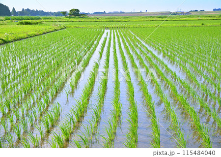 風になびく田植え後の水田　地元景観　田園風景　さいたま市 115484040