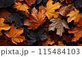 Detailed highresolution texture of vibrant autumn leaves on a tree, ideal for fall foliage concept designs. 115484103