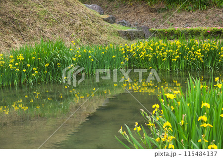 一乗谷朝倉氏遺跡の春 115484137