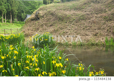 一乗谷朝倉氏遺跡の春 115484138