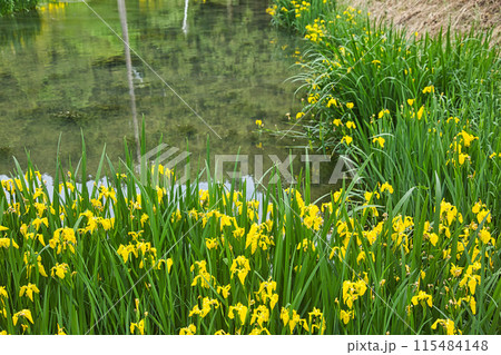 一乗谷朝倉氏遺跡の春 115484148