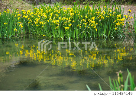 一乗谷朝倉氏遺跡の春 115484149