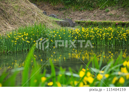 一乗谷朝倉氏遺跡の春 一乗谷朝倉氏遺跡の春 115484159