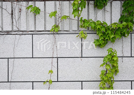 ブロック塀につたう蔓植物 115484245