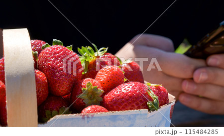 Full basket with fresh red strawberries after harvest on ground on organic strawberry farm. Strawberries ready for export. Agriculture and ecological fruit farming concept 115484285