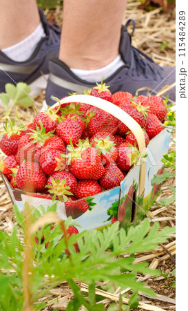 Full basket with fresh red strawberries after harvest on ground next to black shoes on organic strawberry farm. Strawberries ready for export. Agriculture and ecological fruit farming concept 115484289