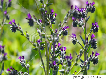 Blooming Undulate alkanet (lat.- Anchusa undulata) 115484326
