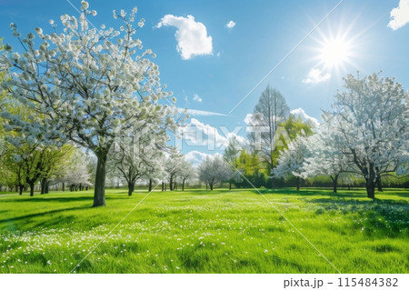 Blooming Spring Meadow Under Blue Sky 115484382
