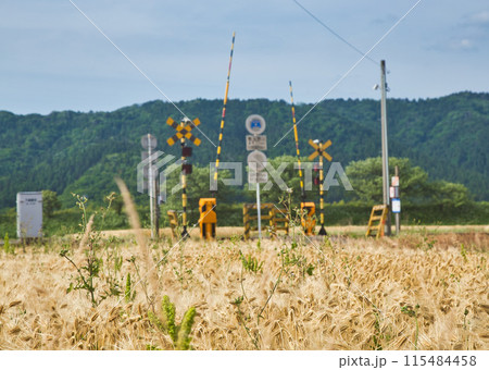 麦秋 麦秋 115484458