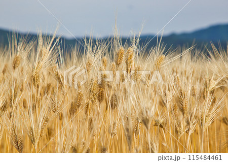 麦秋 麦秋 115484461