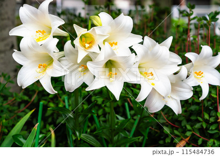 夏　テッポウユリ 115484736