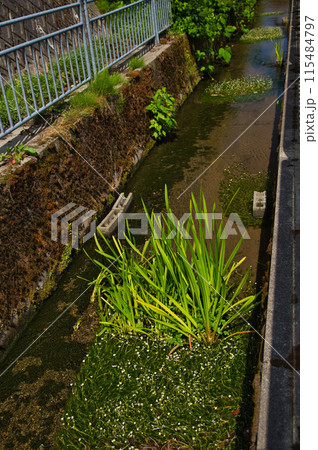 川の流れに咲く花 梅花藻 川の流れに咲く花 梅花藻 115484797