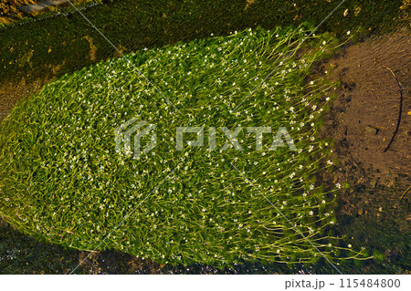 川の流れに咲く花　梅花藻 115484800