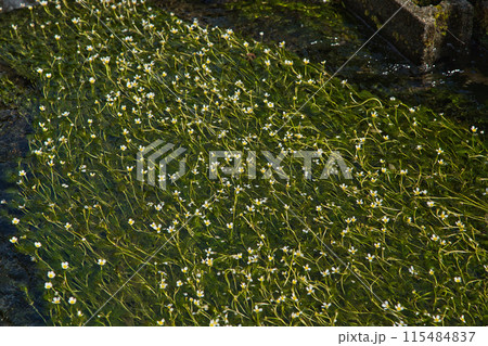 川の流れに咲く花 梅花藻 川の流れに咲く花 梅花藻 115484837