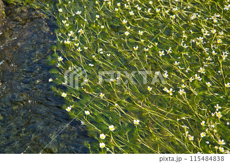 川の流れに咲く花　梅花藻 115484838