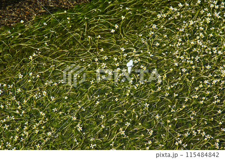 川の流れに咲く花　梅花藻 115484842