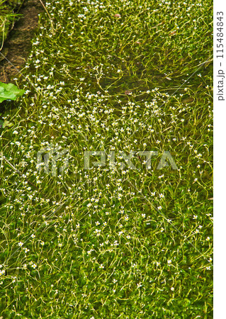 川の流れに咲く花 梅花藻 川の流れに咲く花 梅花藻 115484843