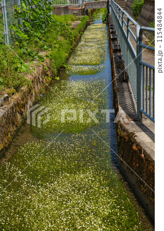 川の流れに咲く花　梅花藻 115484844