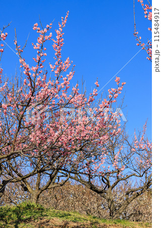 梅の花 紅梅 梅の花 紅梅 115484917