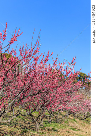 梅の花　紅梅 115484922