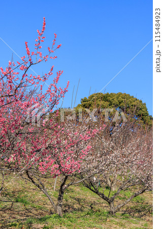 梅の花　紅梅 115484923