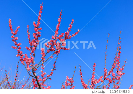 梅の花　紅梅 115484926