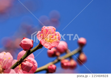 梅の花　紅梅 115484928