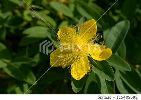 セイヨウキンシバイ セイヨウキンシバイ 115485098