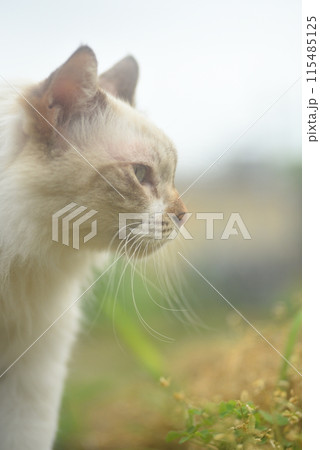 見つめる猫 横顔 アップ 見つめる猫 横顔 アップ 115485125
