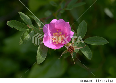 ハマナシ 115485148