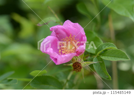 ハマナシ ハマナシ 115485149