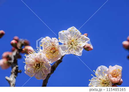 佐布里梅の花　愛知県知多市 115485165