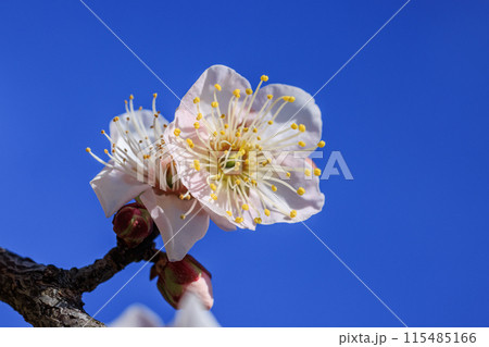 佐布里梅の花　愛知県知多市 115485166