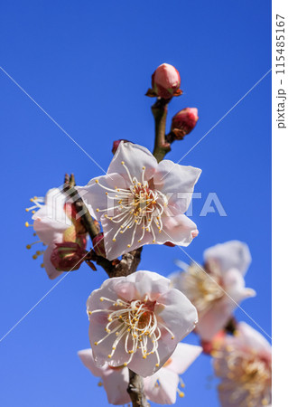 佐布里梅の花　愛知県知多市 115485167
