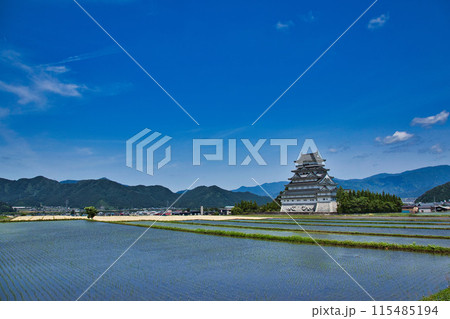 新緑と水田と麦秋の勝山城 新緑と水田と麦秋の勝山城 115485194