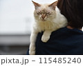 猫を肩に乗せる女性 115485240