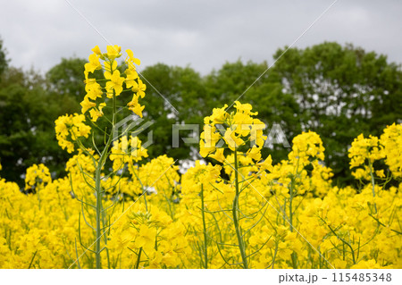 雲に覆われた菜の花畑 雲に覆われた菜の花畑 115485348