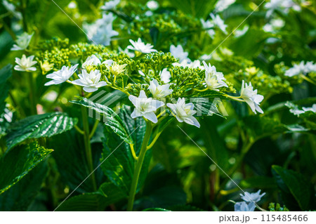 紫陽花 紫陽花 115485466