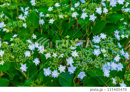 紫陽花 115485470