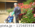 赤い薔薇の花とシニア夫婦 115485934