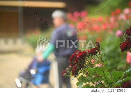 赤い薔薇の花とシニア夫婦 115485934