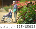バラの花を見る車いすの老人 115485938