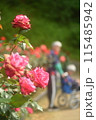 バラの花と老夫婦 115485942